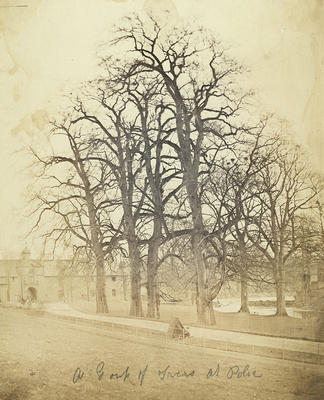 Trees at Pollok