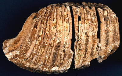 Mammoth tooth