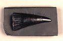 Fossil fish tooth
