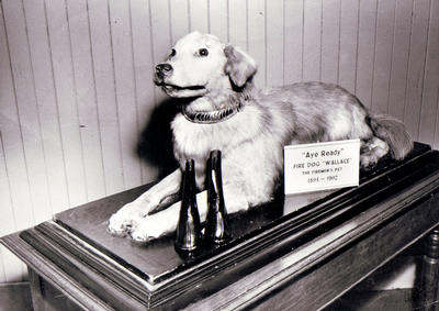 Wallace the Fire Dog (deceased)