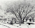 Gorbals Burial Ground, 1907