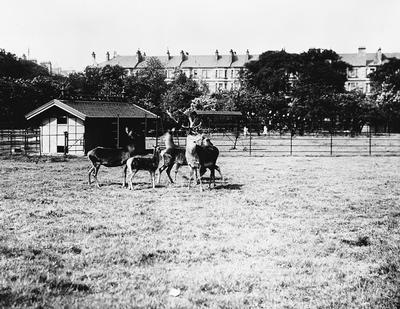 Deer in Elder Park