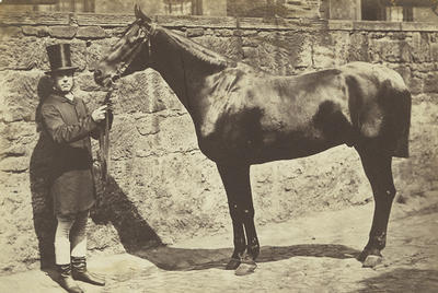 Groom holding horse