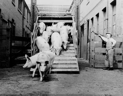 Pigs Going to Market